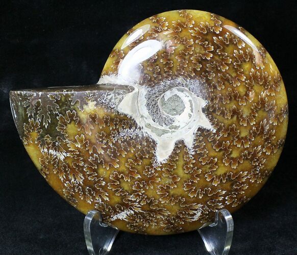 Cleoniceras Ammonite Fossil - Madagascar #21824